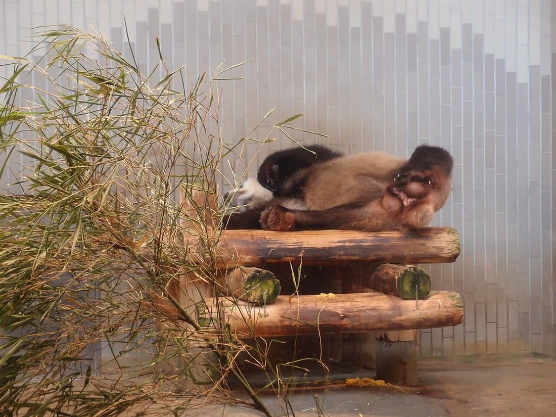 Giant panda at Ueno Zoo, a top family attraction in Japan