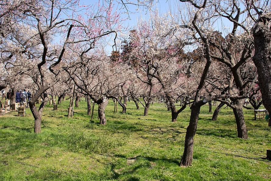 Wide view of the plum grove at Kairaku-en in Mito, with white cultivars in full bloom, pink ones behind, and several trees still bare