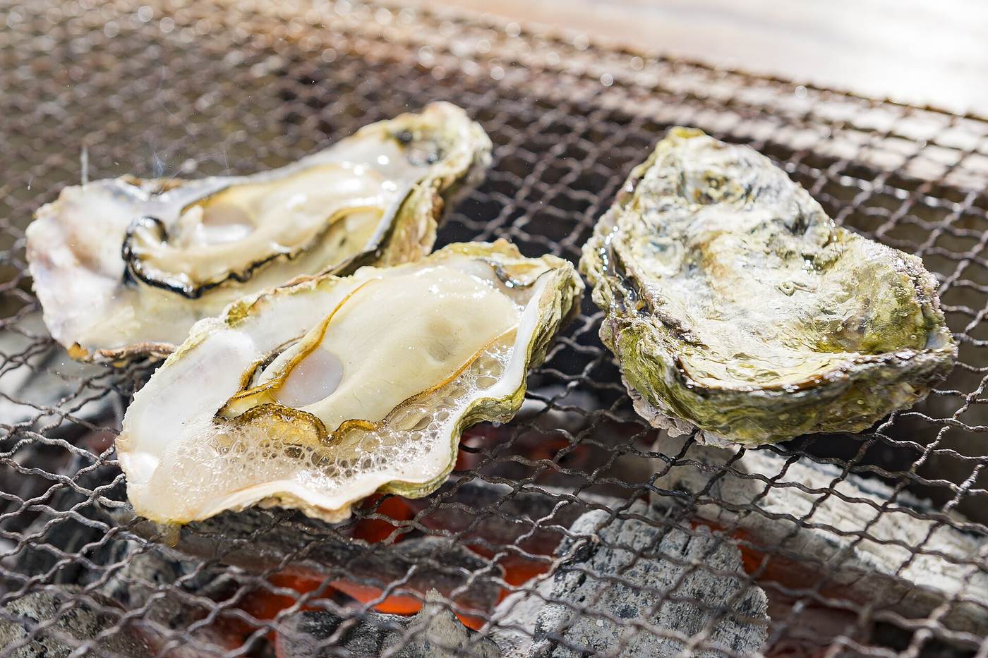 Three shell-on oysters on a charcoal grill mesh: the two on the left have opened and the liquor inside is bubbling, the one on the right is still clamped shut, with glowing charcoal and white ash below the mesh