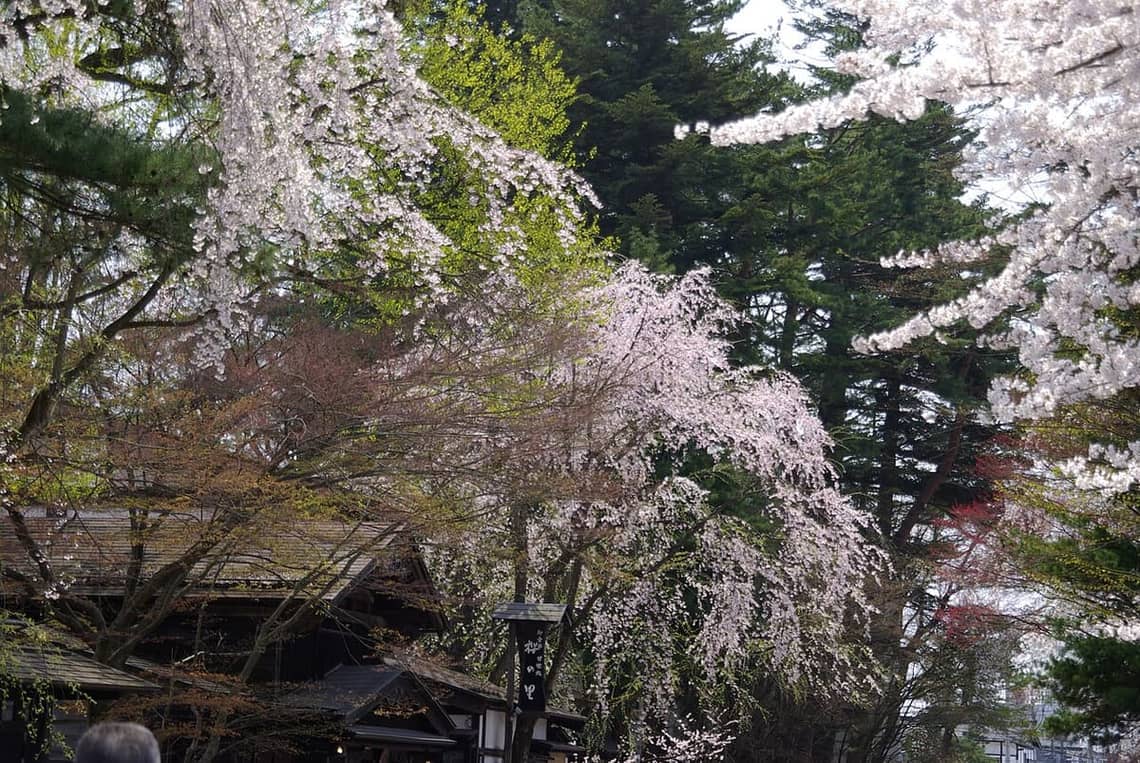 角館武家屋敷通的櫻花與黑色板塀