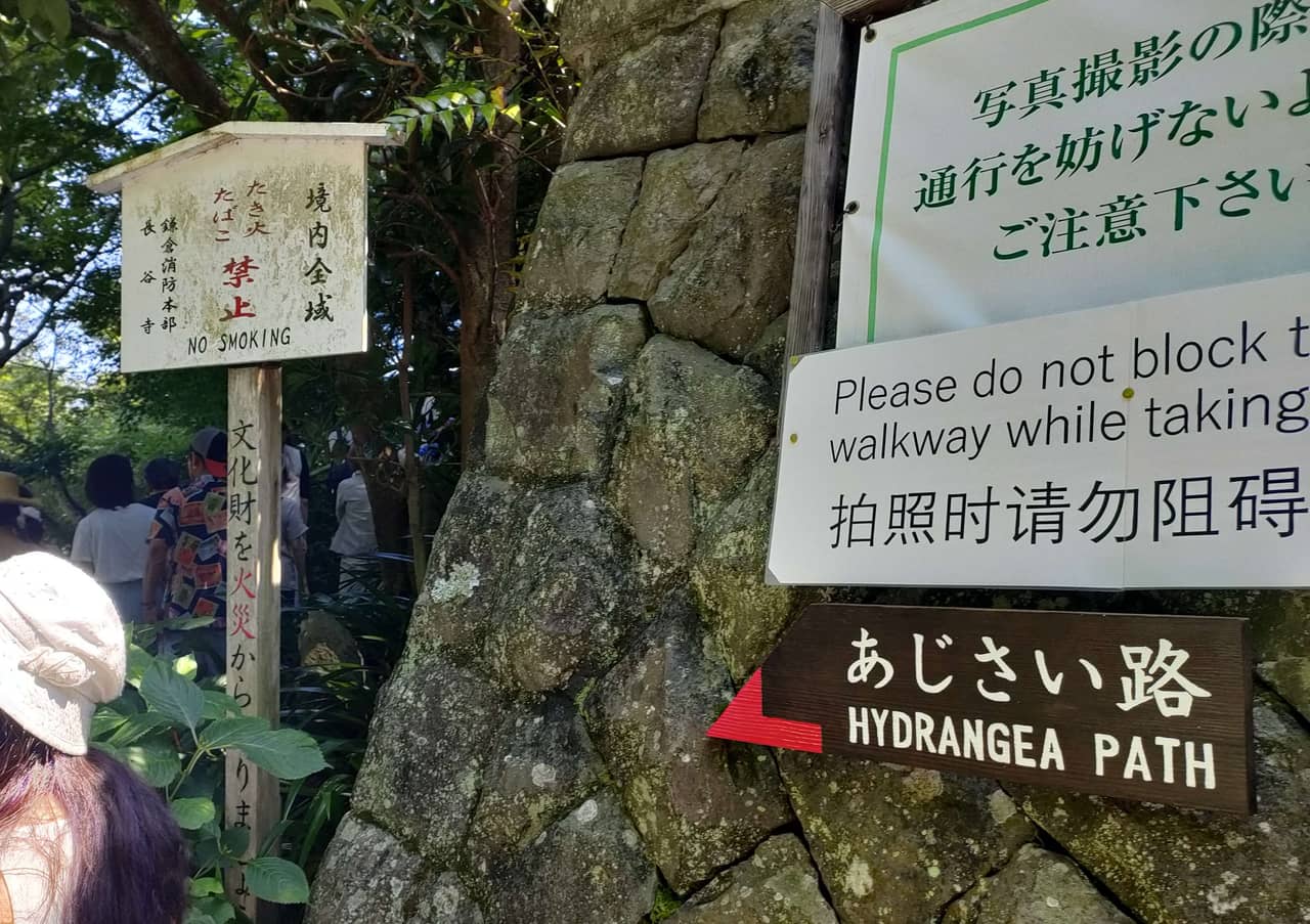 The entrance to the Hydrangea Path at Hasedera in Kamakura, with visitors climbing past blooming blue ajisai