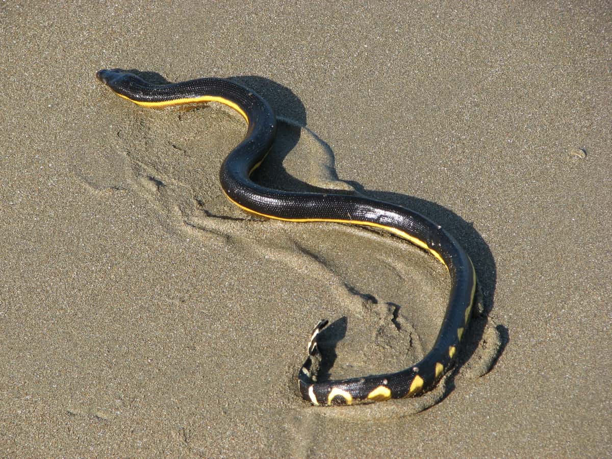 Yellow-bellied sea snake, the species honoured in Izumo as the ryuja that leads the gods ashore