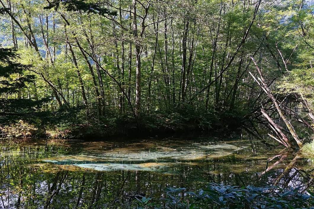 Dead trees standing in Taisho Pond with the Hotaka range reflected, Kamikochi