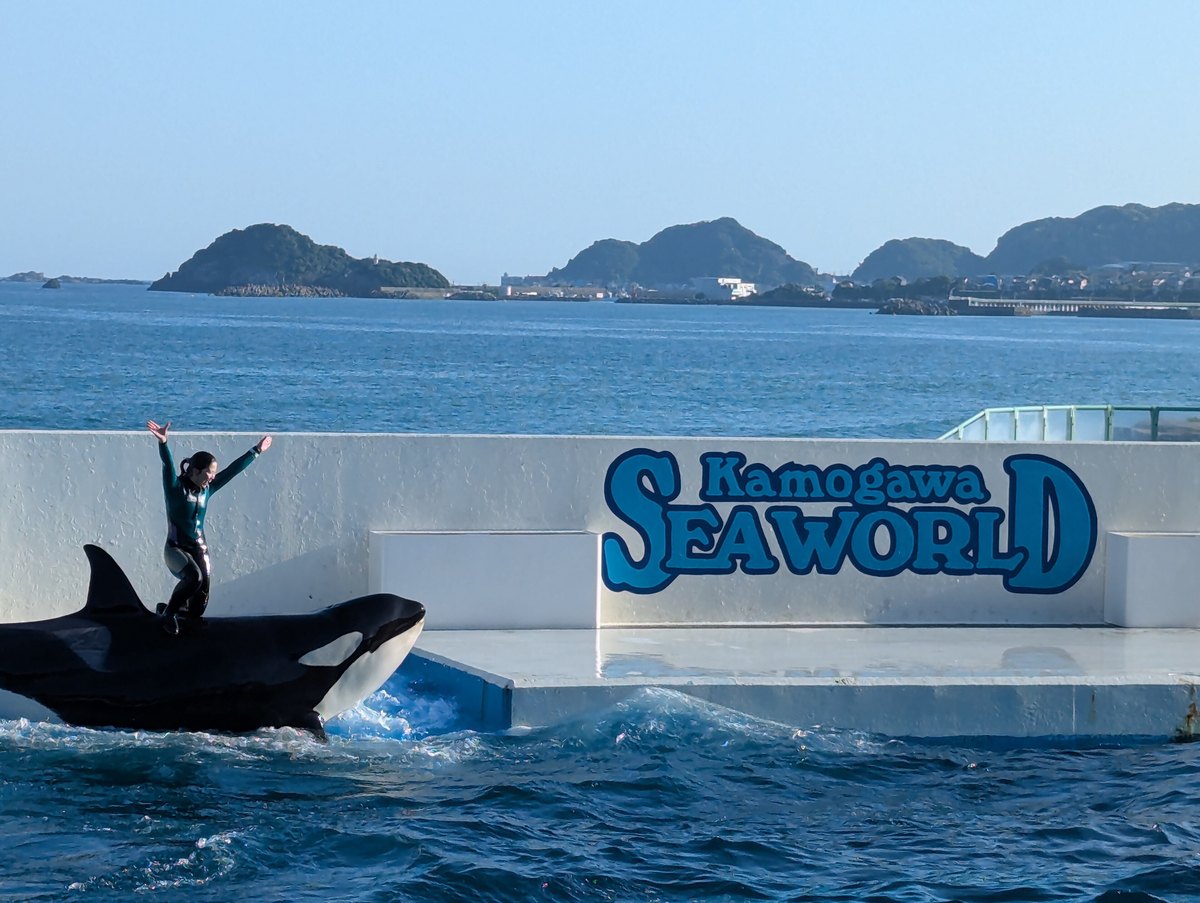 鴨川海洋世界オーシャンスタジアム,一頭虎鯨浮在池面、訓練師站在牠背上張開雙臂,後方白色池壁印著藍色的 Kamogawa SEAWORLD 字樣,池壁外就是海,遠處有幾座綠色小島