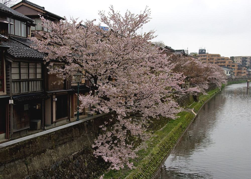 從橋上看淺野川：左岸是主計町臨河的木造茶屋建築與綠色街燈，一整排櫻花從石砌護岸伸向河面，陰天