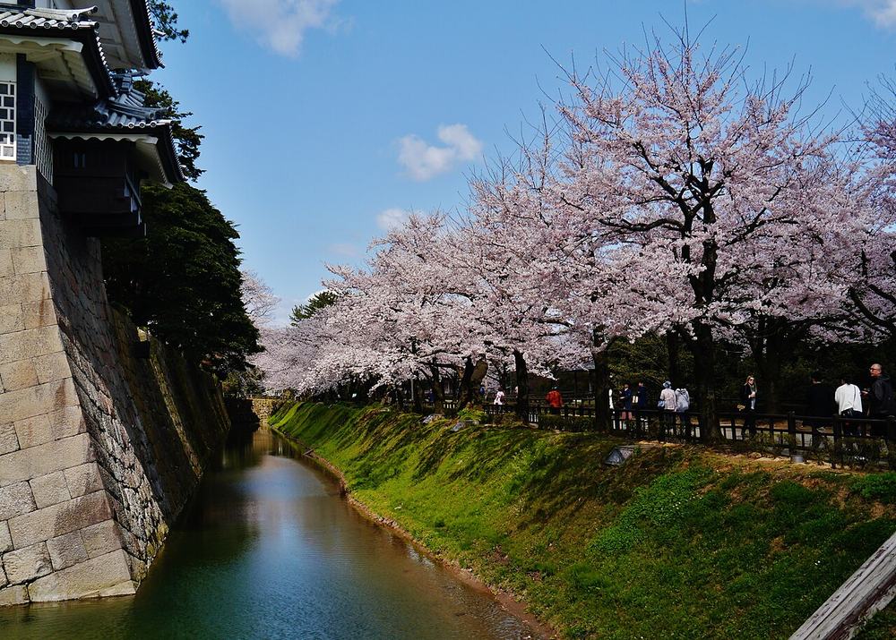 金澤城公園的內堀：左側是石垣與菱櫓的一角，右岸草坡上一整排盛開的櫻花，樹下的步道有遊客，藍天