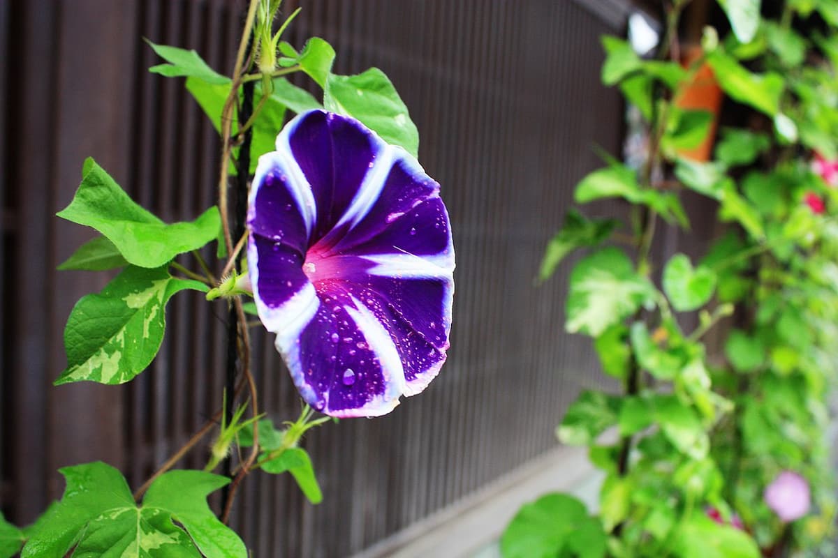 金澤東茶屋街的木格子茶屋老街
