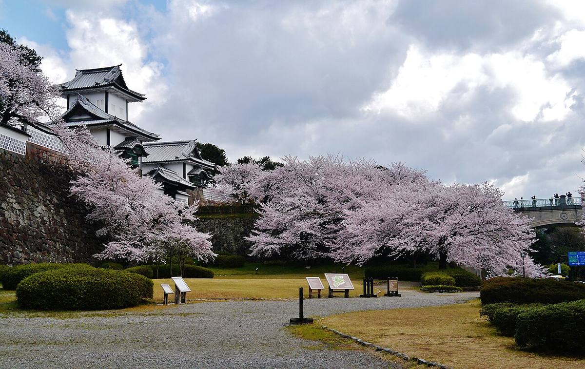 金澤城石川門石垣下方的草地與碎石步道，草地邊一整排盛開的櫻花，左上是石川門的櫓，右上是石川橋，多雲