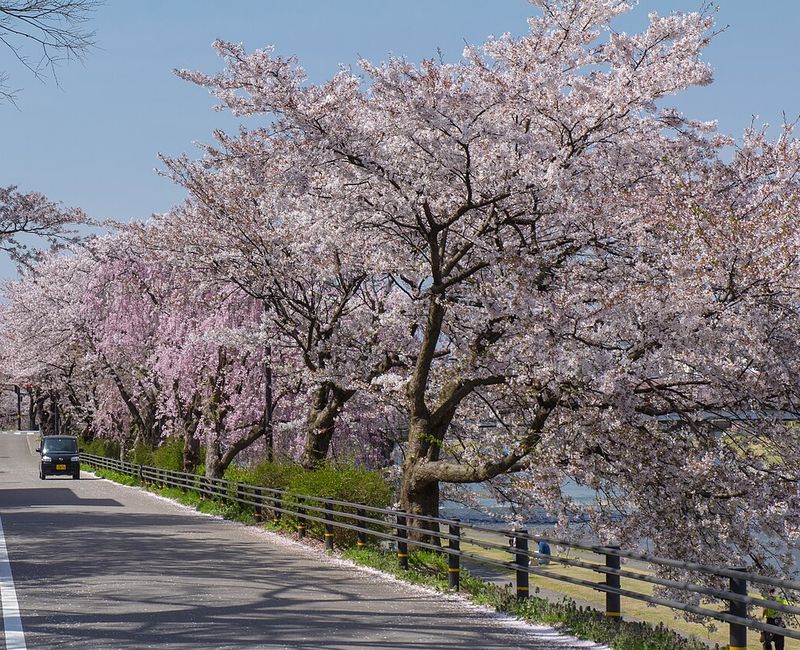 犀川沿岸的道路，路旁一整排盛開的染井吉野與粉色枝垂櫻，黑色護欄外是河岸步道與河面，路上有一輛小車，藍天