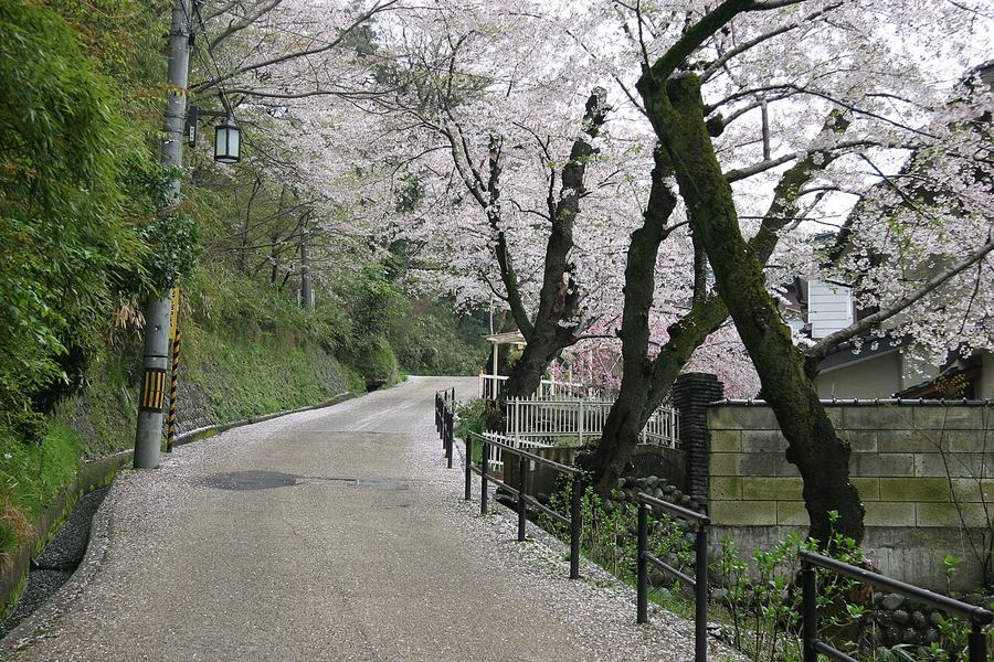上卯辰山的坡道，右側幾棵長著青苔的老櫻花樹盛開、枝條蓋住路面上方，路面鋪滿落花，左側是竹林與電線桿上的街燈