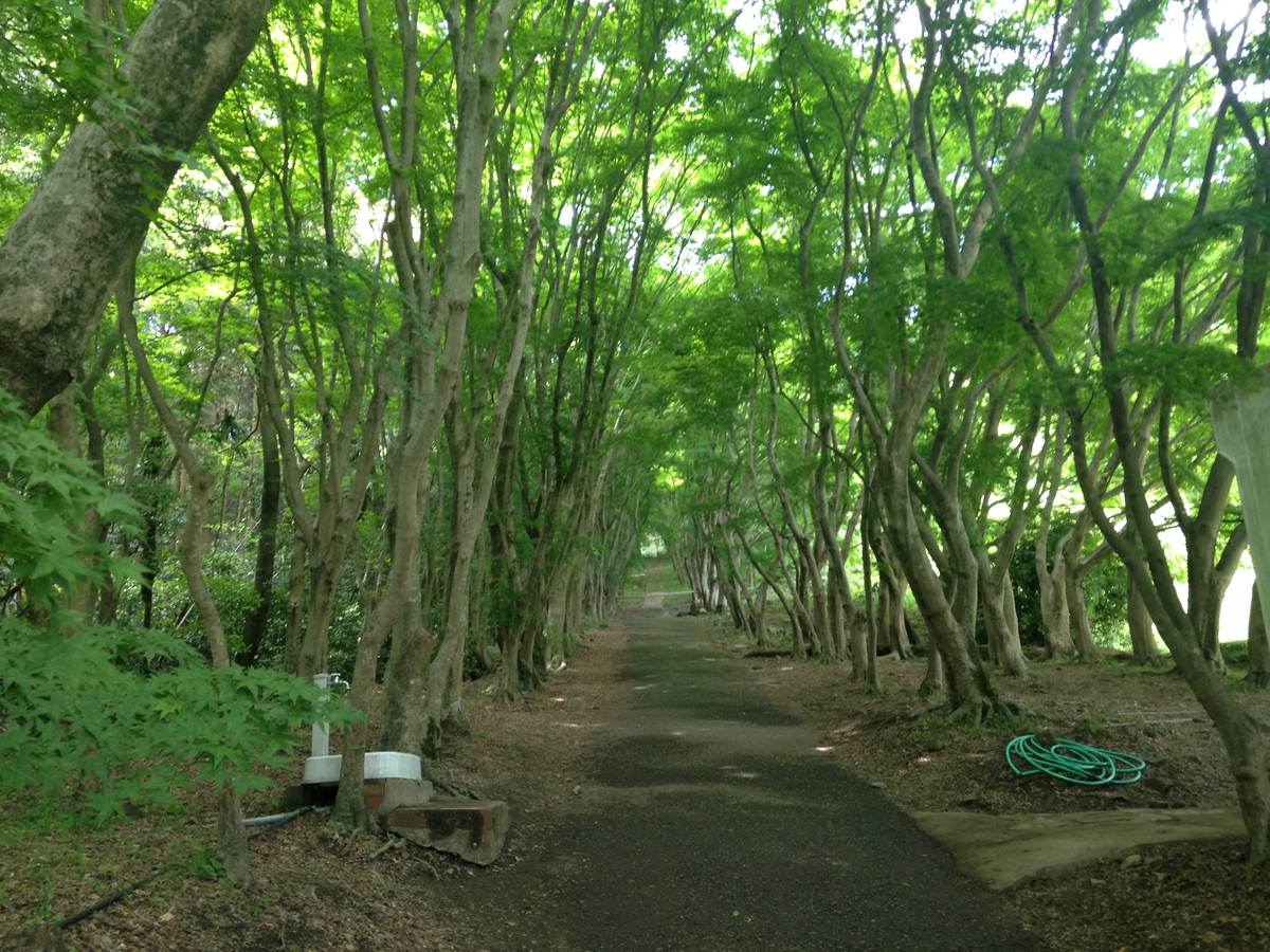 河內藤園的楓樹並木：一條窄步道從畫面中央往深處延伸，兩側整排細瘦的楓樹把枝葉在上方交會成一道綠色的隧道，樹下是泥土與落葉，右邊地上放著一捲綠色水管