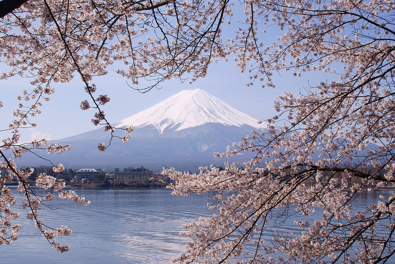 河口湖畔櫻花並木與遠方富士山