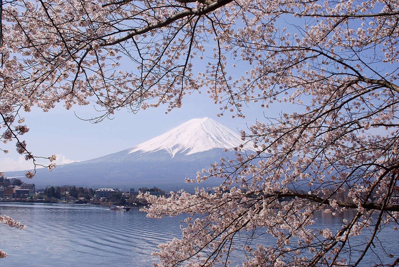 河口湖湖面櫻花與富士山倒影