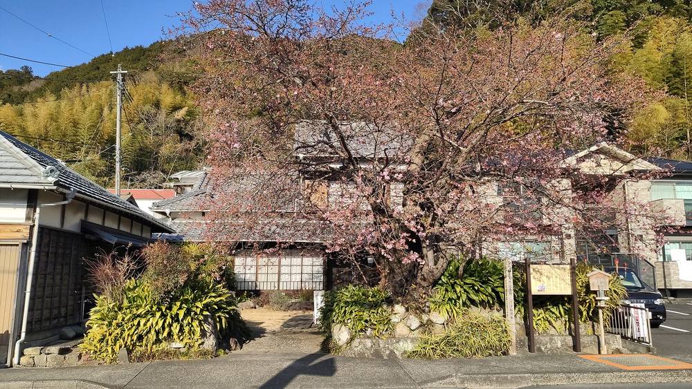 河津櫻原木:民宅前一棵高大的河津櫻,枝頭的花還沒開滿、看得到大片枝條,樹旁立著解說牌