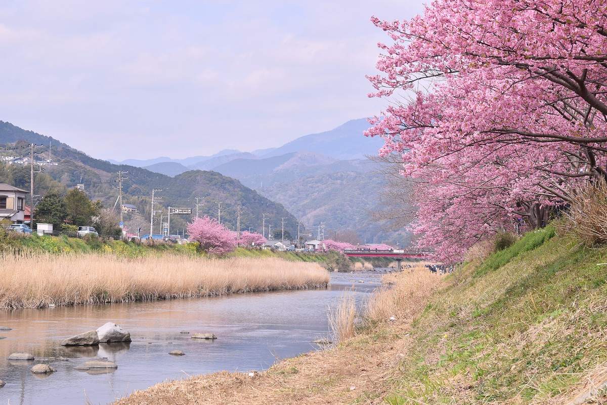 河津川沿岸的河津櫻:右岸堤防上一整排盛開的粉紅色櫻樹,左岸是枯黃的蘆葦,遠處紅色的橋上與河堤步道上有賞花人潮