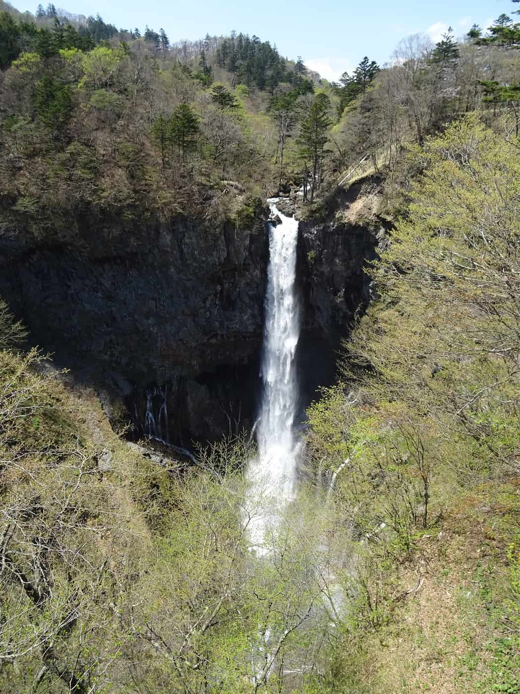Kegon Falls in early May with fresh pale-green foliage breaking out across the cliff walls