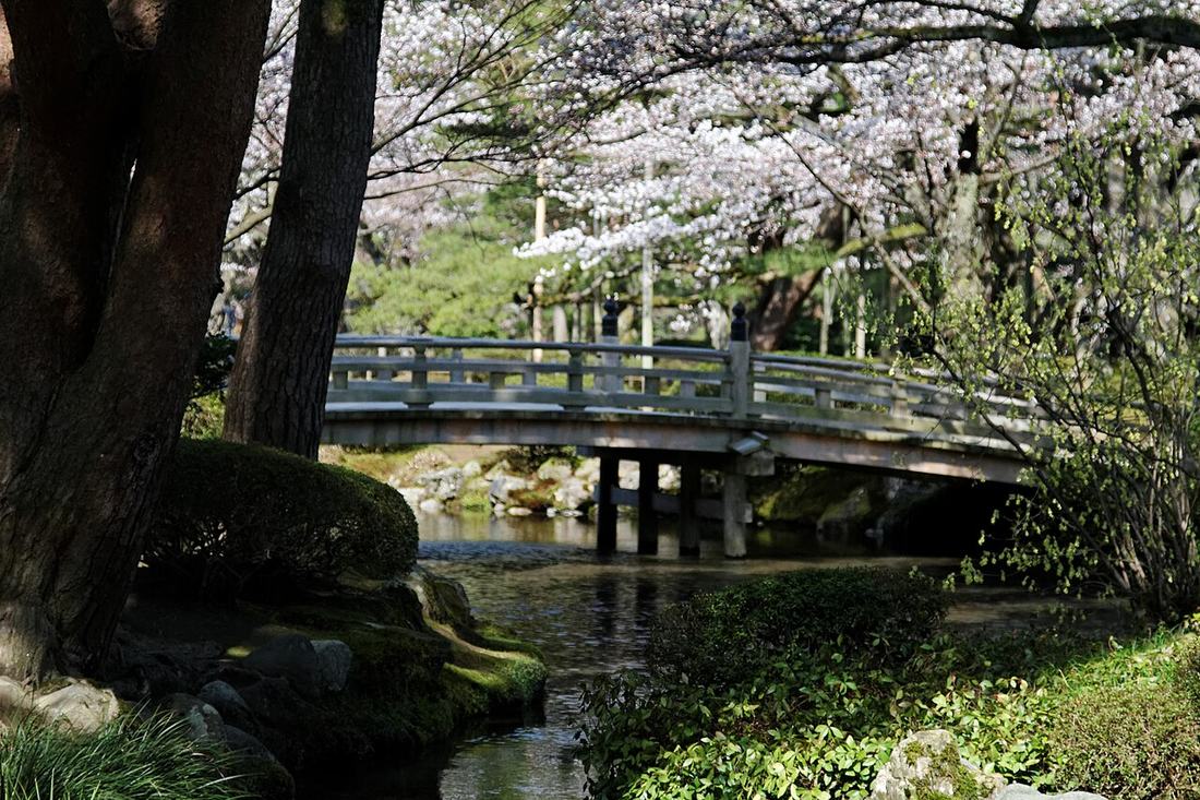 兼六園花見橋的木造拱橋橫跨曲水，橋上方是盛開的櫻花枝條，前景左側是粗樹幹與苔石