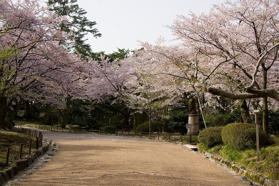 兼六園桂坂口附近的砂土園路，兩側的櫻花盛開、枝條伸到路面上方，右側有修剪成圓形的灌木，畫面裡沒有人