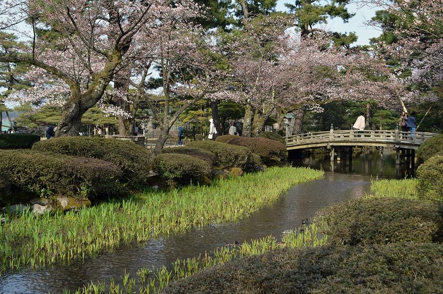 兼六園的曲水與遠處的花見橋，岸邊櫻花只開了一部分、枝條還看得到，水邊是新長的菖蒲葉，橋上有幾位遊客
