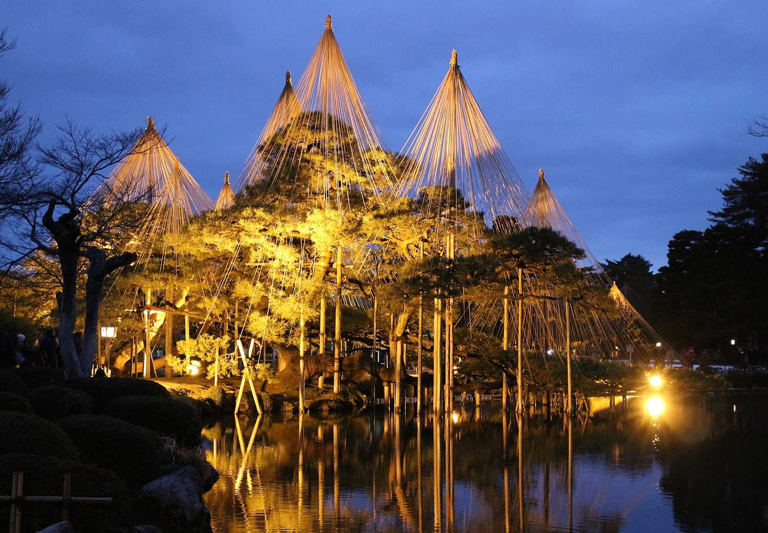 兼六園夜間點燈：唐崎松的五座傘狀雪吊被暖色燈打亮成金黃色，倒映在霞ヶ池的水面上，左側有一棵沒有葉子的樹的黑色剪影，天空是藍紫色的
