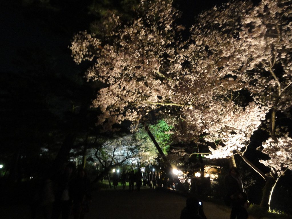 夜間兼六園裡打上燈的盛開櫻花，樹下的園路上站著一整排遊客的黑色人影，遠處有攤位的燈光