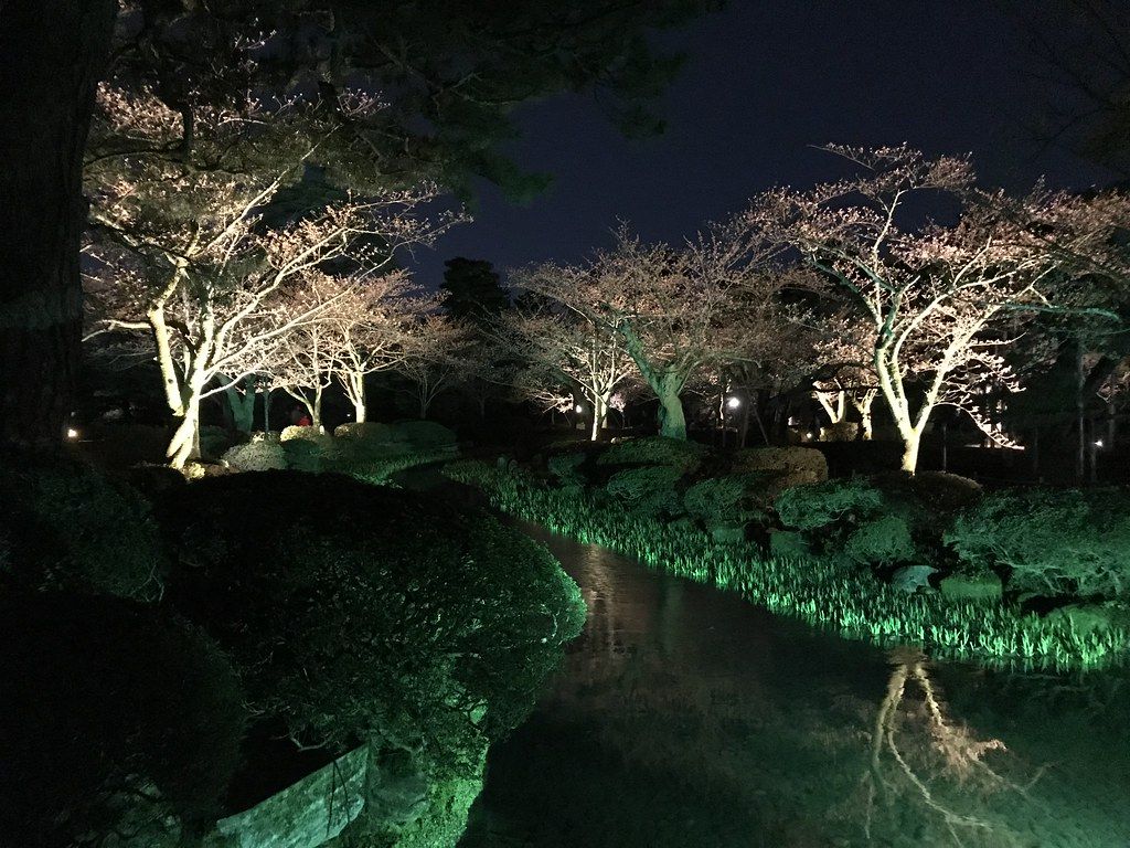 夜間的兼六園曲水，兩岸的櫻花樹從下方打上暖白色的燈，花還稀疏、看得到枝幹，水邊的草被照成綠色