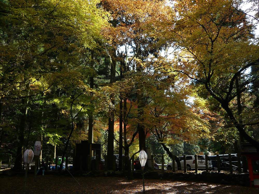 白天的貴船神社奧宮境內：高大的樹轉成黃色與橘色，陽光從樹冠透下來，地面鋪滿落葉，前景立著幾盞白色紙燈籠，後方停著幾台車