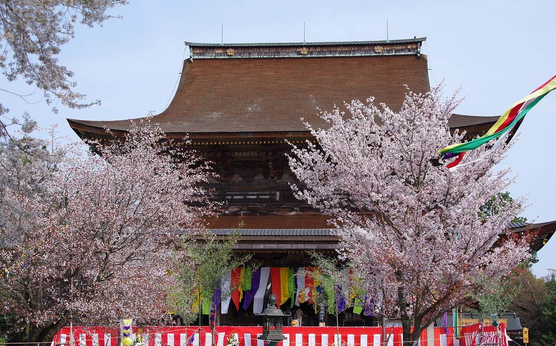 金峯山寺藏王堂正面:深褐色檜皮葺的巨大重簷屋頂,堂前掛著五色幕與紅白條紋布幕,左右各一棵開花的櫻樹