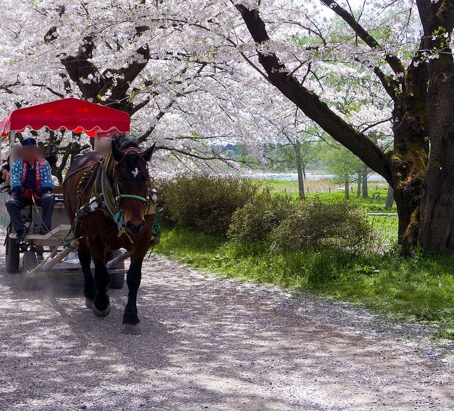一匹深棕色的馬拉著紅色頂篷的觀光馬車走在北上展勝地的櫻花並木下，車伕穿藍色法被坐在前座，碎石路面上鋪著一層落花，右後方樹縫間看得到北上川