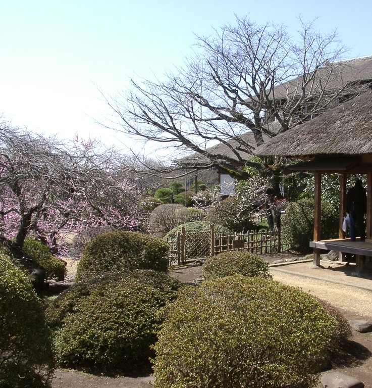 The thatched eaves and open veranda of Kobuntei villa at Kairaku-en, with a pink weeping plum and clipped shrubs in the garden beside it