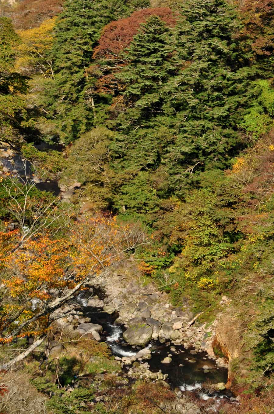 View from the Kokonoe Yume Bridge down over the forested Naruko River gorge and Kyusuikei during autumn colour