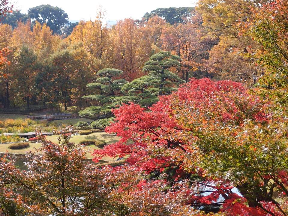 秋天的皇居東御苑二之丸庭園：前景是轉成鮮紅的楓樹，中間幾株修剪過的黑松，草地與水池之後是一整排金黃色的落葉樹
