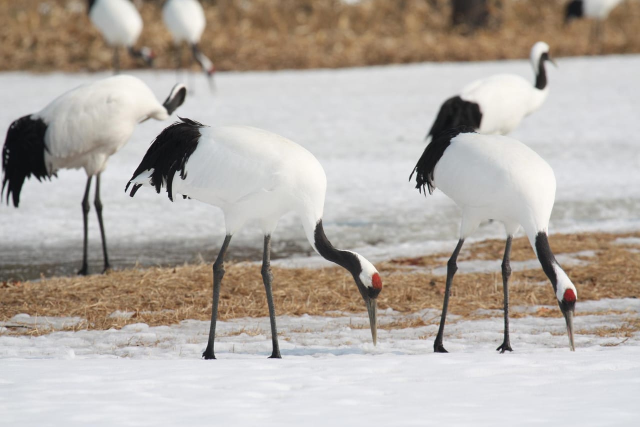 A flock of red-crowned cranes standing in the snow near Kushiro