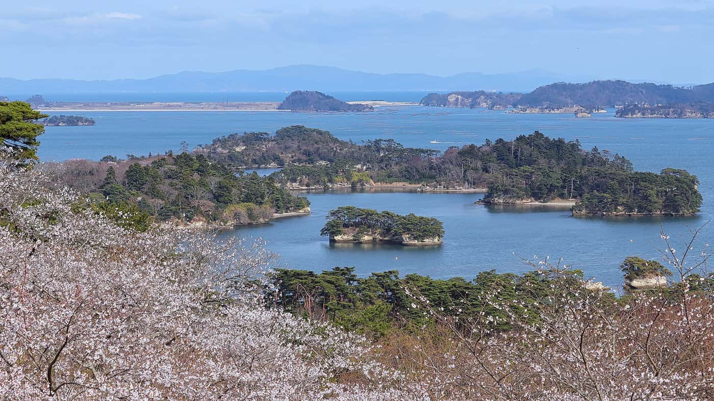 西行戻しの松公園春季櫻花與松島灣群島俯瞰全景