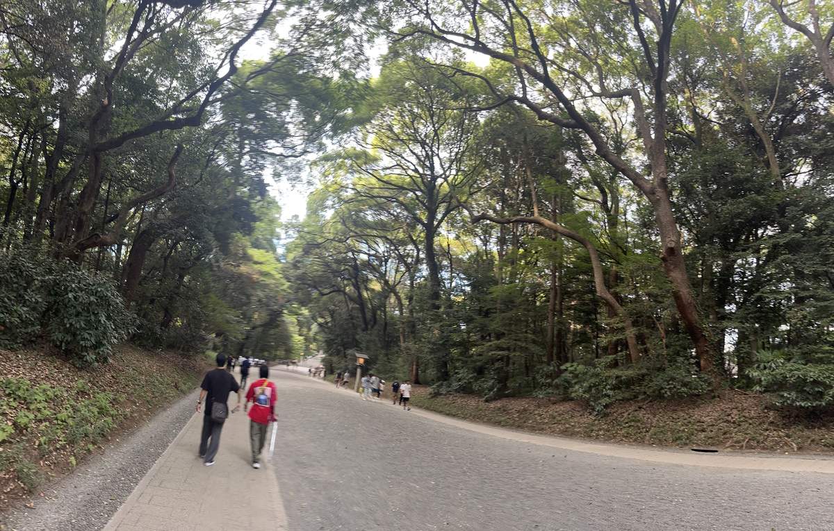 Forest approach at Meiji Shrine with tall evergreen canopy over walking visitors