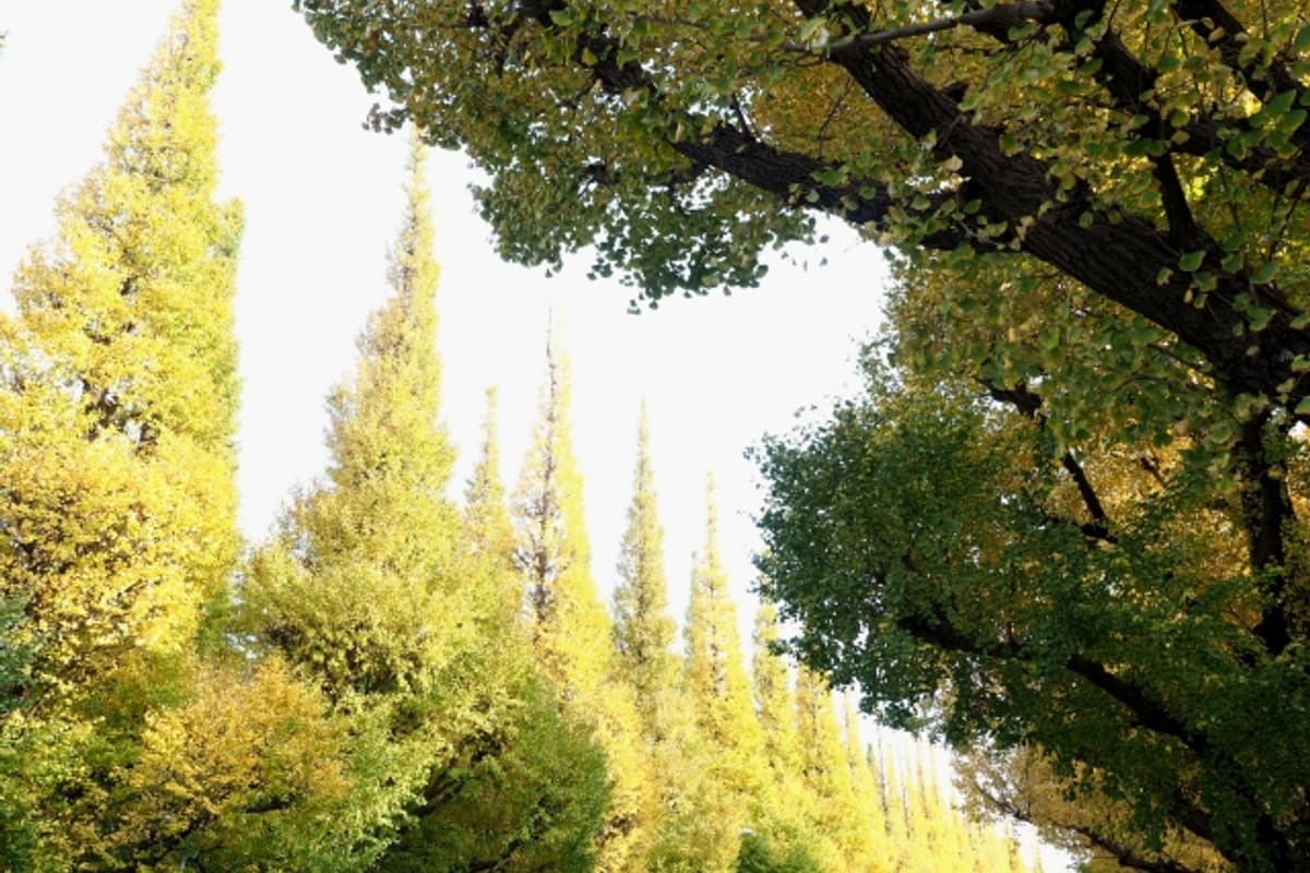 Meiji Jingu Gaien 300-meter ginkgo avenue with 146 trees in symmetrical golden tunnel toward the Memorial Picture Gallery