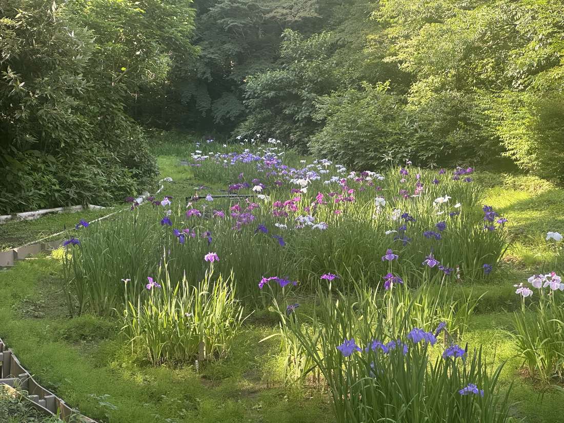 Iris field in full bloom at Meiji Jingu Gyoen inner garden