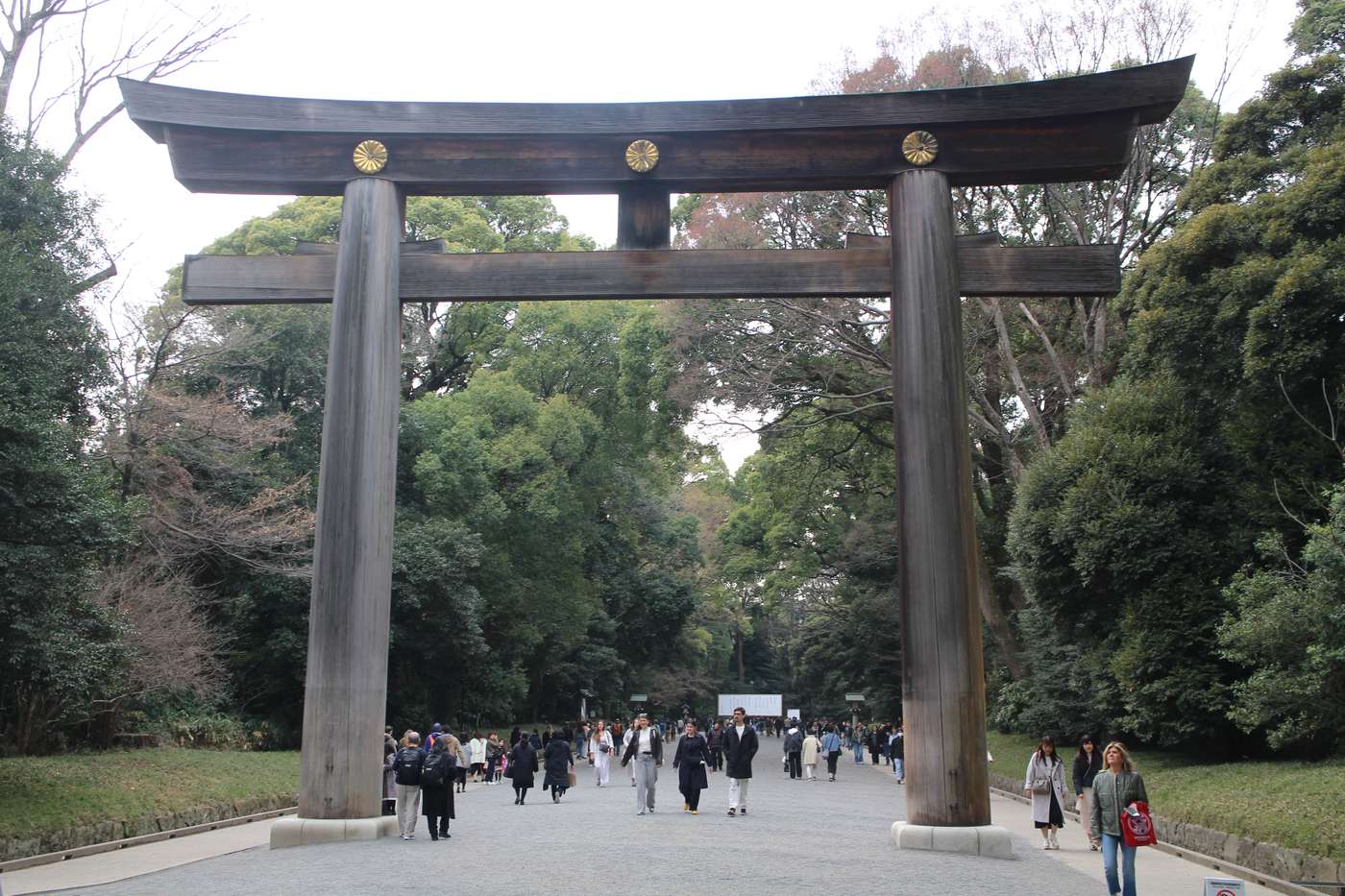 The Great Torii of Meiji Shrine, a massive wooden myojin-style gate with visitors passing beneath