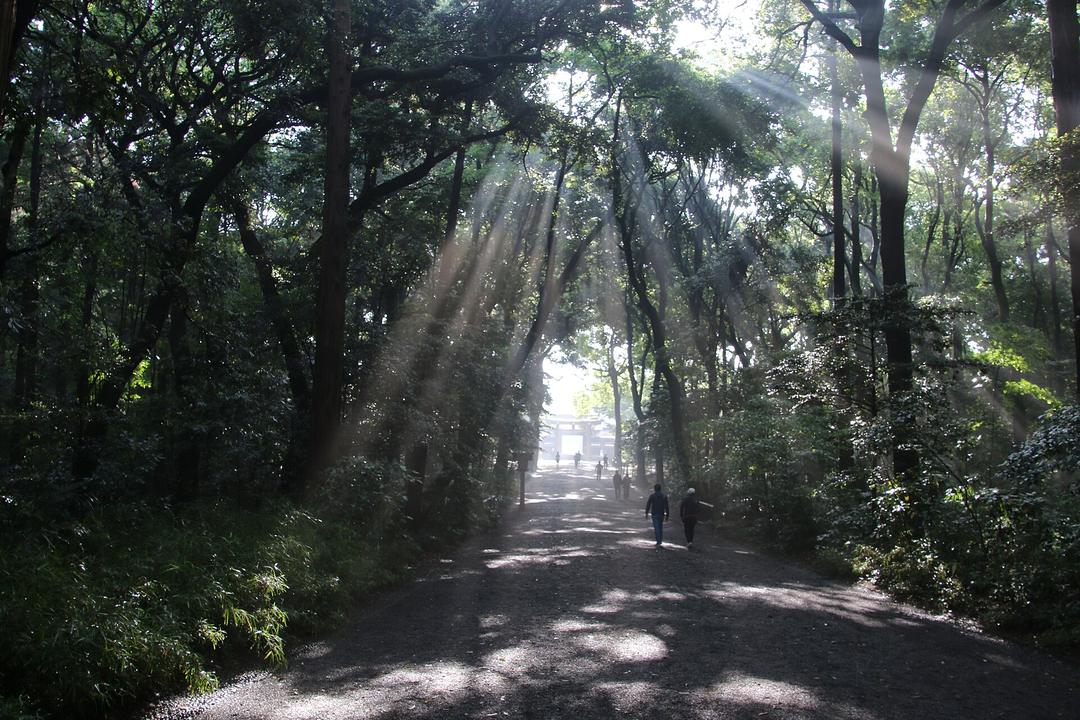 清晨的明治神宮西參道，陽光成束穿過樹冠照在碎石路上，遠處只有幾個人影朝鳥居走去