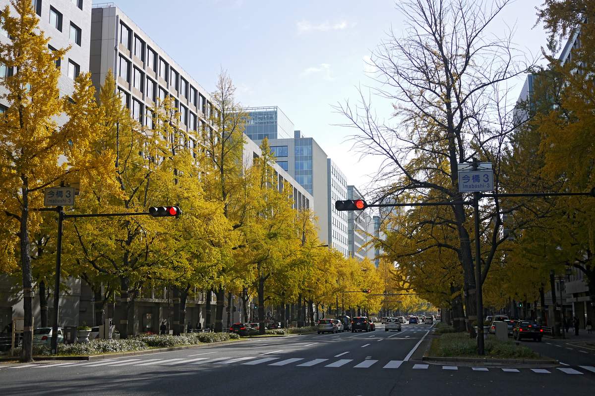 Midosuji at the Imabashi 3-chome crossing in daylight, rows of ginkgo street trees turned gold along the wide one-way boulevard