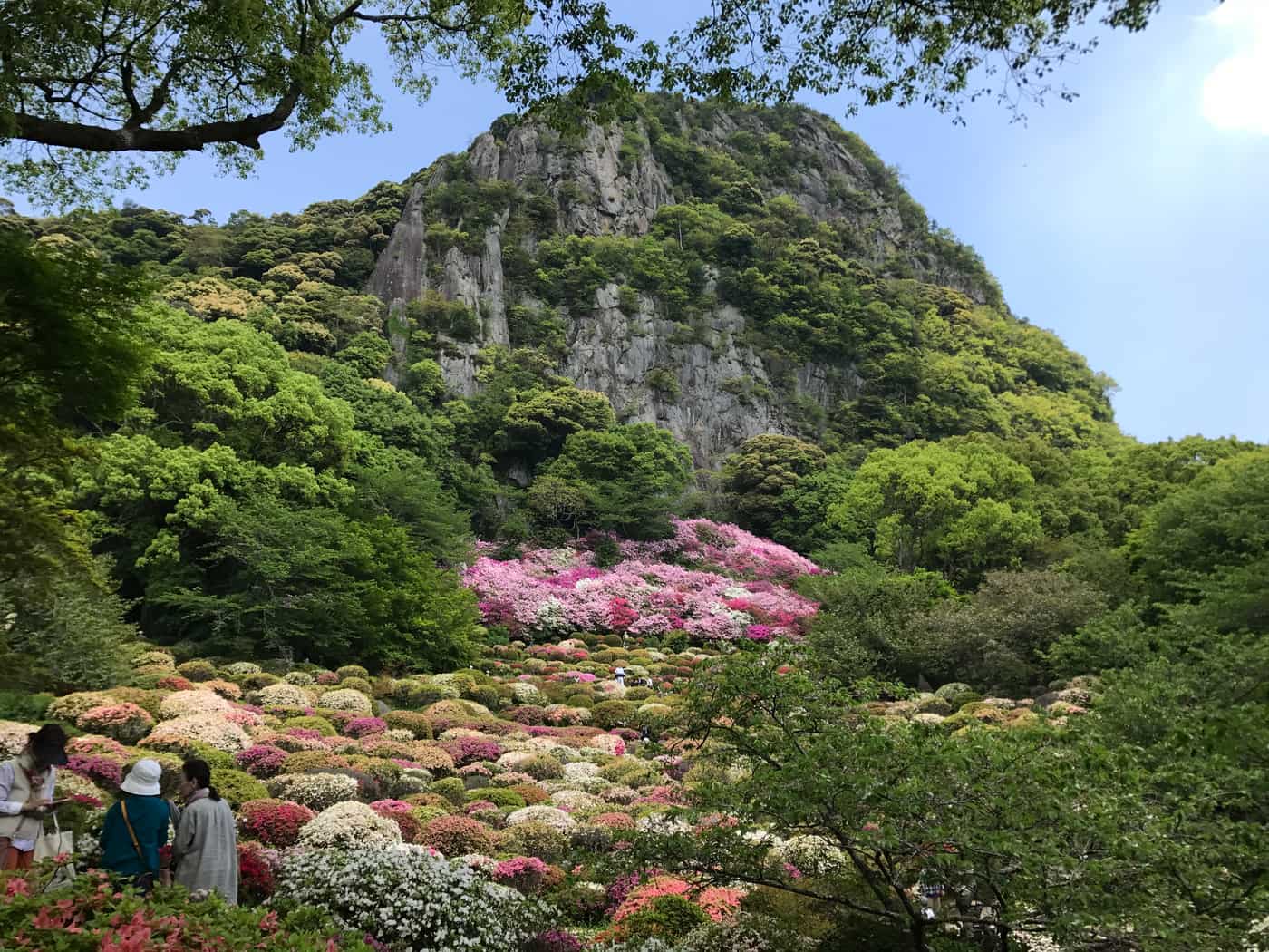 Mifuneyama Rakuen azalea valley in spring, with the Mount Mifune cliff behind a sea of blooming azaleas, Takeo, Saga