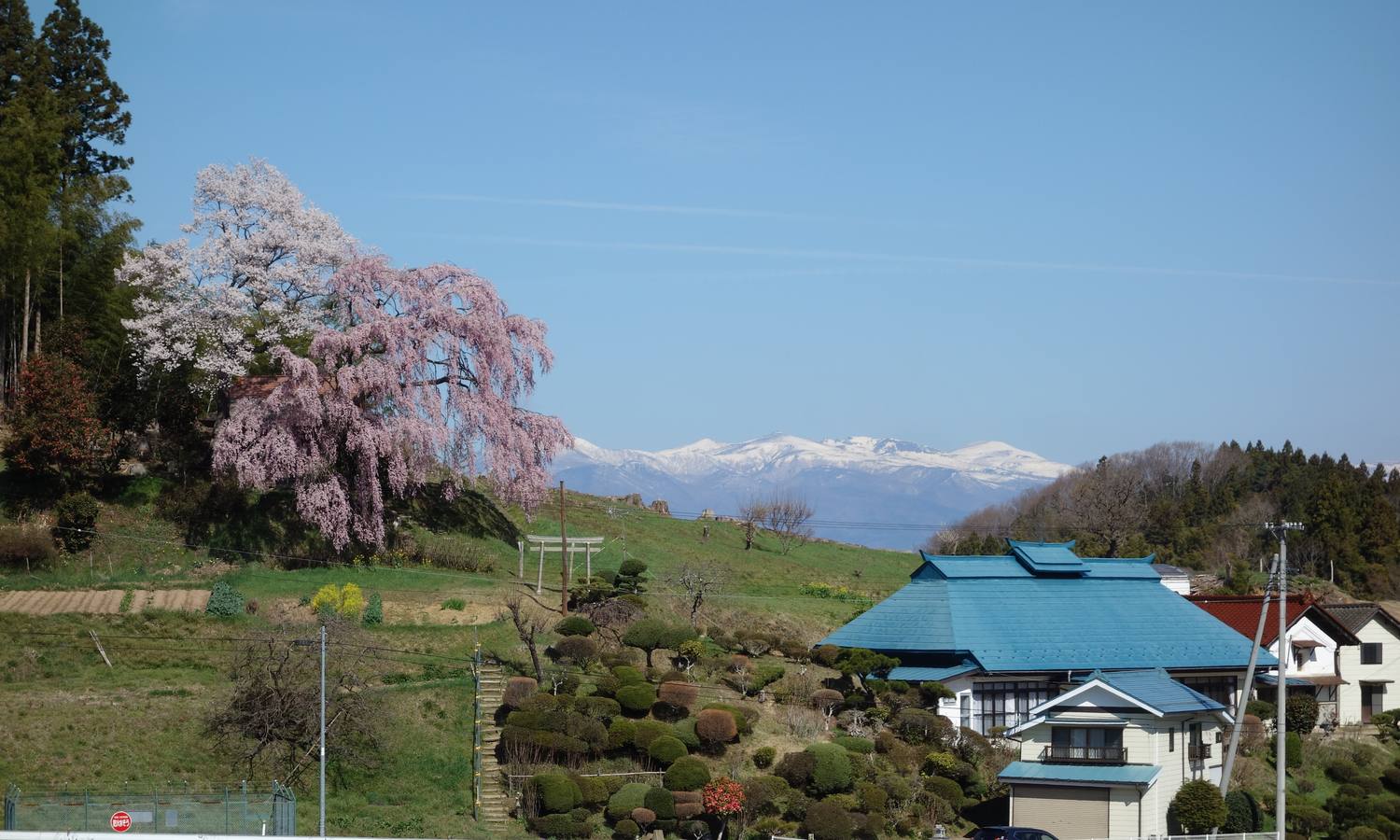 三春町內的一棵枝垂櫻:櫻樹長在民宅旁的斜坡上,粉色枝條往下垂,樹下是修剪過的庭園樹叢與一戶藍色屋頂的人家,遠方是還積著雪的安達太良山