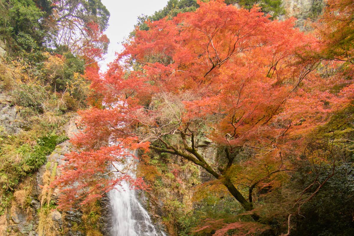 箕面大瀧秋景,瀑布兩側楓紅盛開,是大阪近郊最經典的紅葉配瀑布畫面