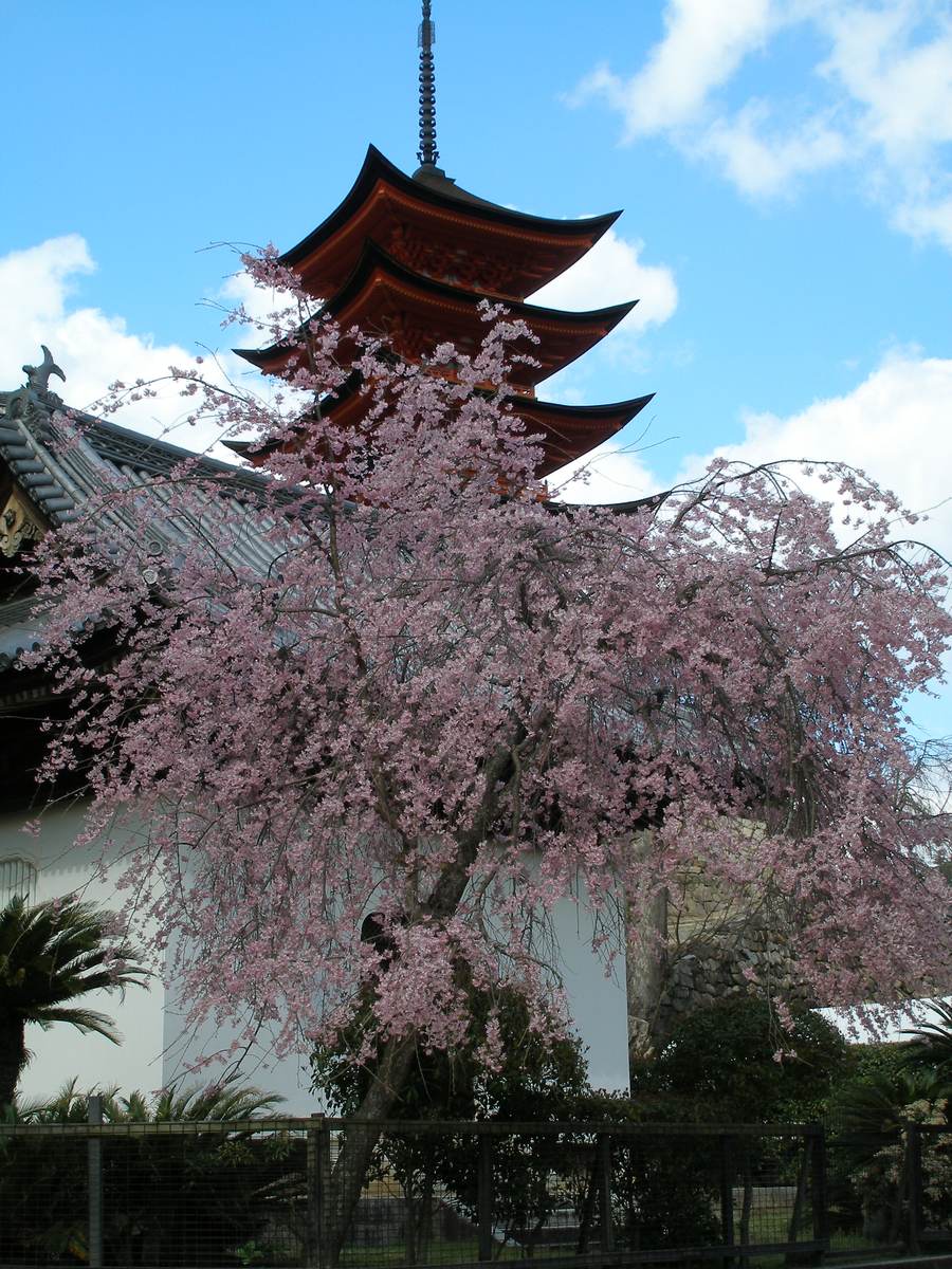 2007 年 4 月宮島五重塔前的一棵枝垂櫻:深粉紅色的垂枝遮住塔的下三層,後面露出朱紅色的塔頂與相輪,樹後是一棟白牆瓦頂的建物