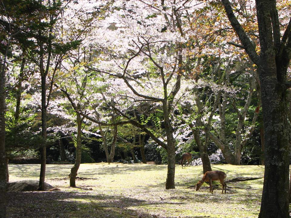 2008 年 4 月宮島大元公園的樹林:幾棵櫻花在林間開成一片白,地面是鋪滿落花的草地,兩頭鹿低頭吃草