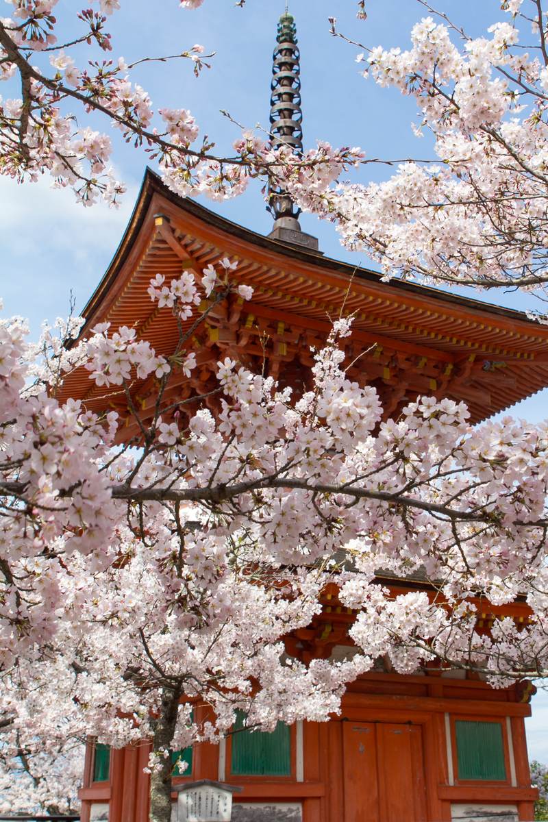2016 年 4 月宮島的多寶塔:朱紅色的二層塔身與塔頂相輪,前景一棵滿開的櫻花遮住塔的下半部,背景是藍天