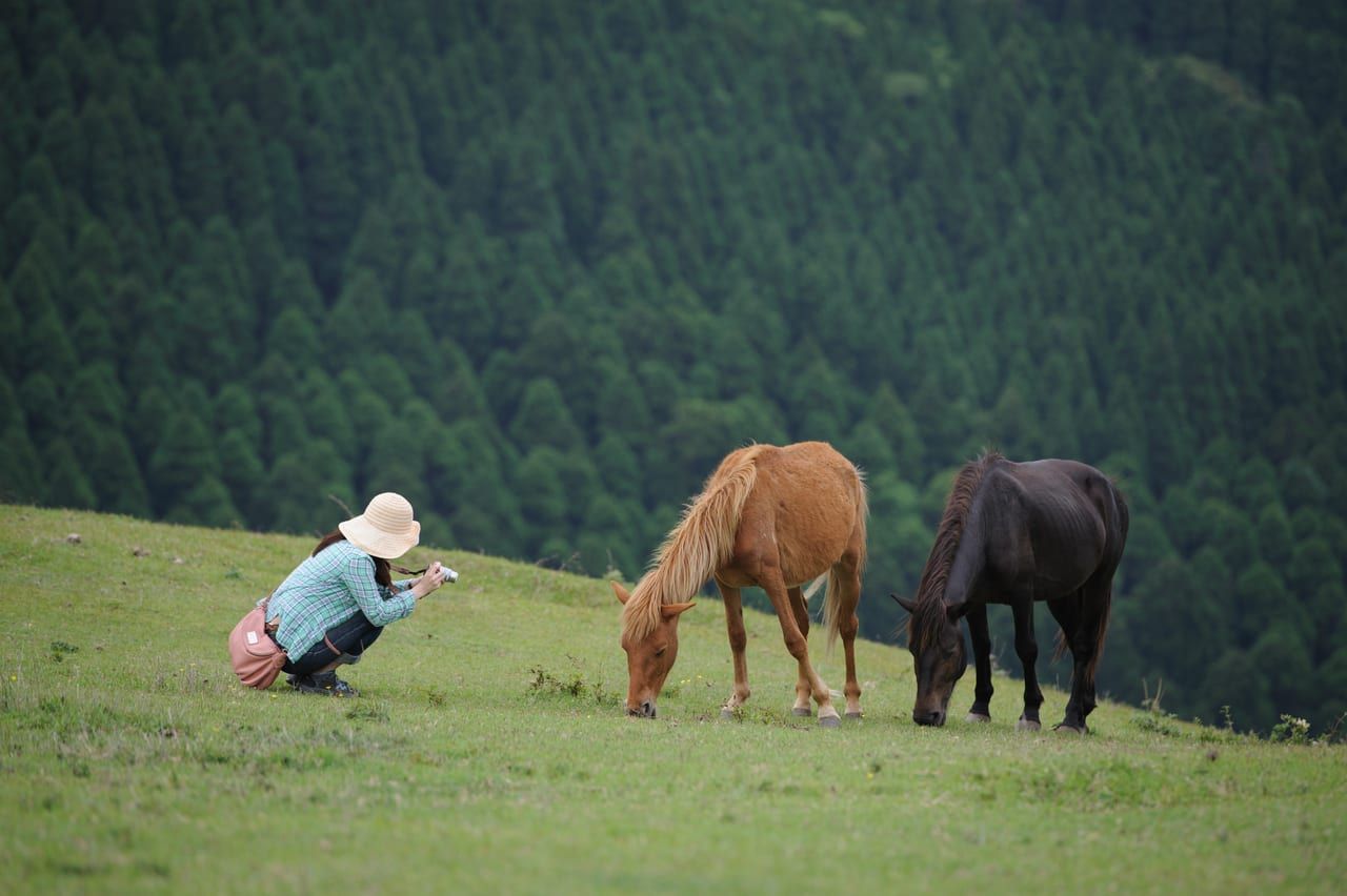Free-ranging Misaki wild horses grazing on the grassland at Cape Toi