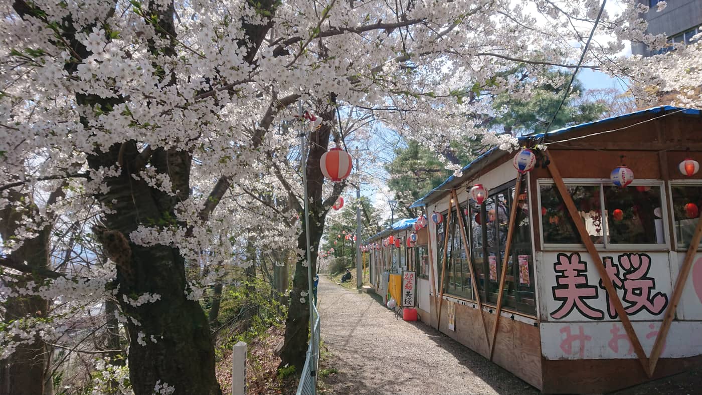 The blossom-viewing path in Joyama Park, Nagano city: old cherry trees on the left in solid white bloom with red-and-white paper lanterns strung through the branches, and a row of temporary wooden tea huts on the right, the nearest one signed in large pink characters