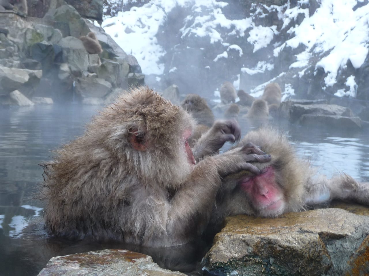 Close-up of a Japanese macaque beside the snowy hot spring at Jigokudani Monkey Park