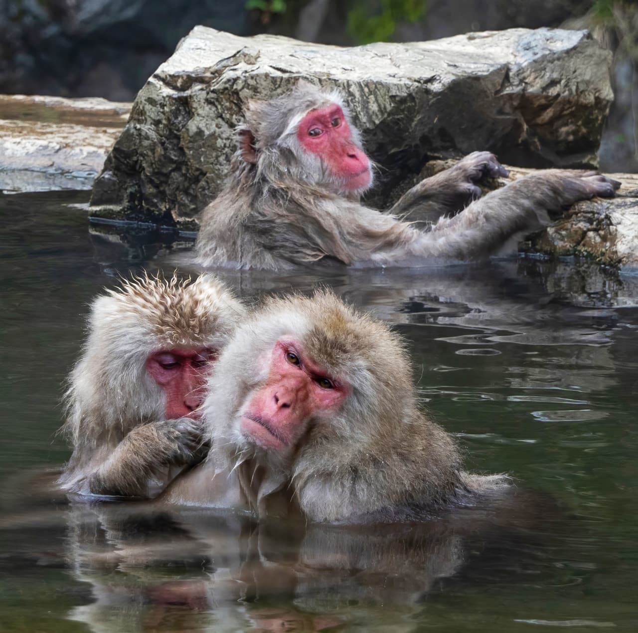 Wild Japanese macaques (snow monkeys) bathing in the hot spring at Jigokudani Monkey Park, Nagano